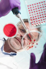 Image showing Senior life science researcher grafting bacteria.