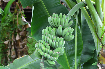 Image showing Young green banana on tree