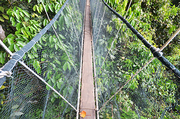 Image showing Poring Treetop Canopy Walk