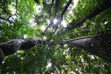 Image showing Looking up through fresh green tree canopy