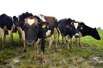 Image showing Cattles at Desa Dairy Farm Kundasang 