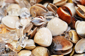 Image showing Clams on seafood market display