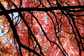 Image showing Red leaves and black boughs, autumn in Sweden