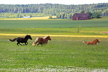 Image showing Horses Run on Summer Field