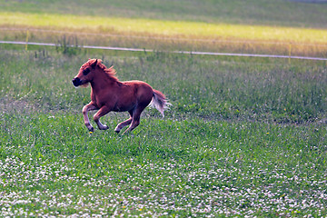 Image showing Foal Runs on Meadow in Evening Light