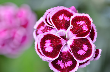 Image showing Pink carnation flower in garden 