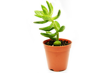 Image showing Green succulent in pot 