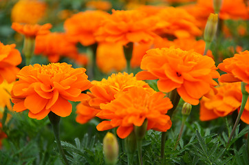 Image showing Close-up of Calendula Officinalis