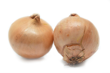 Image showing Two onion bulbs