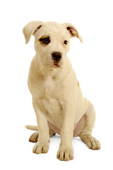 Image showing White puppy