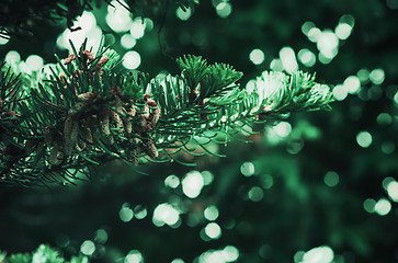 Image showing Fir Branch Against the Backdrop of Bokeh