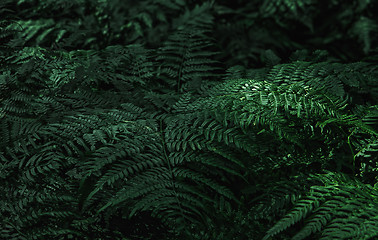 Image showing Dark Green Fern Leaves