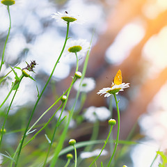 Image showing Yellow Butterfly On a Daisy