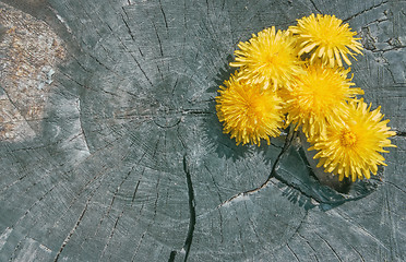 Image showing Dandelion Flowers On The Old Wooden Background