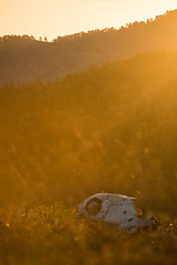 Image showing Animal skull in a atumn grass