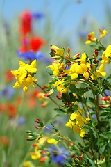 Image showing Flowers