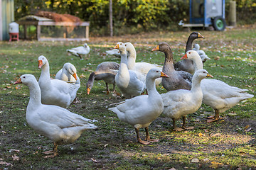 Image showing Geese in outdoor enclosure