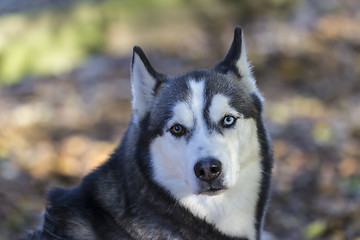 Image showing Siberian Husky