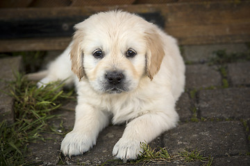 Image showing Golden Retriever Puppy