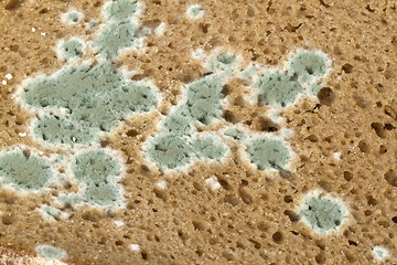 Image showing Slices of moldy Bread