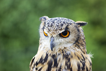 Image showing Eagle Owl