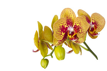 Image showing Beautiful orchid flower