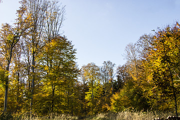 Image showing Autumn forest impressions