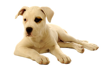 Image showing Puppy