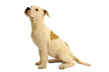 Image showing Puppy dog