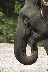 Image showing Head of elephant
