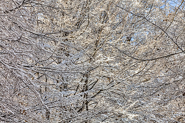 Image showing Detail of a Forest in Winter 