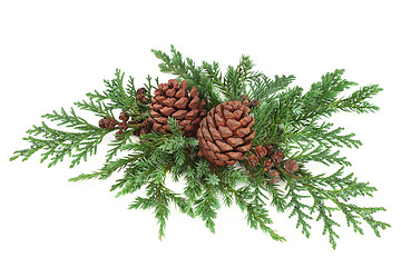 Image showing Cedar Cypress with Juniper and Pine Cones