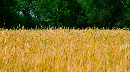 Image showing yellow field