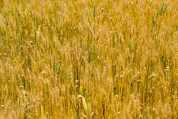 Image showing field of wheat