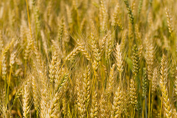 Image showing Field of wheat