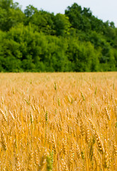 Image showing Field of wheat