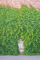 Image showing Green creeper plant on the wall