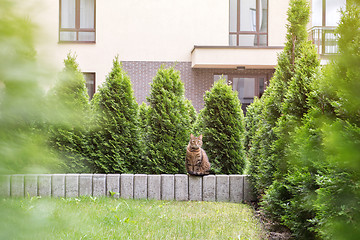 Image showing Tabby cat sitting on stone small wall