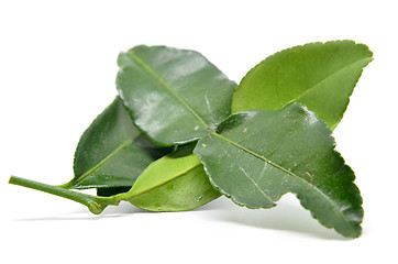 Image showing Bergamot kaffir lime leaves