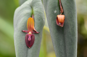 Image showing Phymatoidea X Teaguei, kind of rare orchid 