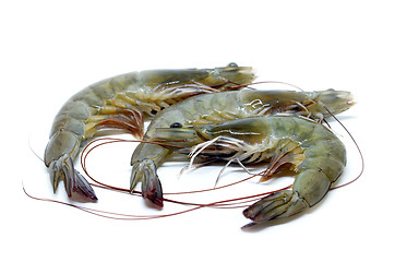 Image showing Fresh raw prawns