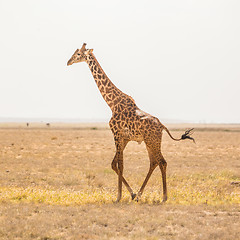 Image showing Solitary giraffe in Amboseli national park, Tanzania.