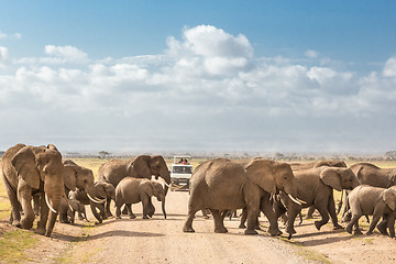 Image showing Herd of big wild elephants crossing dirt roadi in Amboseli national park, Kenya.