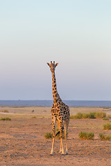 Image showing Solitary giraffe in Amboseli national park, Tanzania.