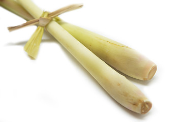 Image showing Fresh lemon grass on white background