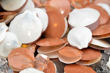 Image showing Opened scallops at market 
