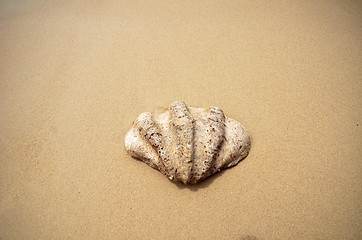 Image showing Shell on the beach