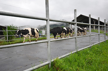 Image showing Cattles at Desa Dairy Farm Kundasang