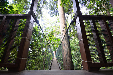 Image showing Poring Treetop Canopy Walk