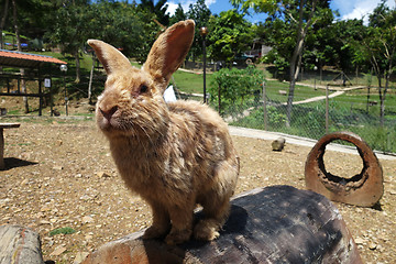 Image showing Cute rabbit in outdoor